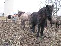 Tiere, 2008