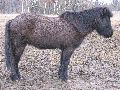 Tiere, 2008