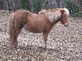 Tiere, 2008