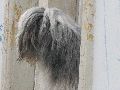 Tiere, 2008