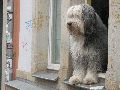 Tiere, 2008