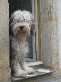 Tiere, 2008