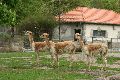 Tiere, 2008