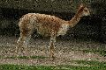 Tiere, 2008