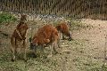 Tiere, 2008