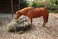 Tiere, 2008