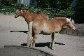 Tiere, 2008