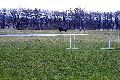 Tiere, 2008