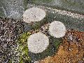 Spaziergang über Marienbrücke ins Ostragehege