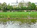 Elbfahrt mit dem Raddampfer Leipzig, und einem Kapitel Waldschlösschen Brückenbaustelle
