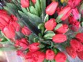 Blumen Büten, 2008