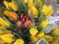 Blumen Büten, 2008