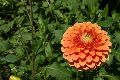 Blumen Büten, 2008