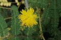 Blumen Büten, 2008