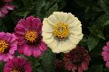 Blumen Büten, 2008