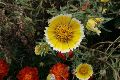 Blumen Büten, 2008