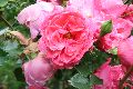 Bunte Seite