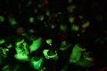 Solidaritätsveranstaltung für den Sender ColoRadio auf dem Freiraum Elbtal an der Leipziger Str.