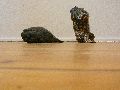 Jahresausstellung und Diplomanten-Ausstellung an der Hocdhschule für Bildende Künste