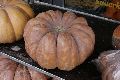 Essen & Trinken, 2008-2009