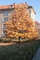 Spaziergang vom Straßenbahnhof Mickten-Elbepark,Kadlitz-Flutrinne-Pieschen, mit einigen schrägen Fotos