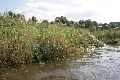 Faltbootfahrt auf der Elbe von Pieschen zur Gohliser Mühle