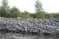 Faltbootfahrt auf der Elbe von Pieschen zur Gohliser Mühle