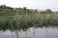 Faltbootfahrt auf der Elbe von Pieschen zur Gohliser Mühle