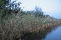 Faltbootfahrt auf der Elbe von Pieschen zur Gohliser Mühle