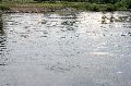 Faltbootfahrt von Pieschen zur Waldschlößchenbrückenbau-Stelle und zurück