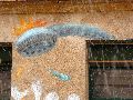 Plakate, Graffitis, Werbung,Aufkleber,  Kunst oder Ähnliches in der Neustadt-Antonstadt, Politisches und Unpolitisches