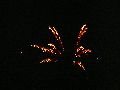 Feuerwerk anläßlich des Pieschener Hafen Festes
