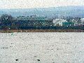 Spaziergang zwischen Pieschen-Flügelwegbrücke, längs der Elbe