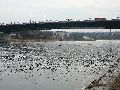 Spaziergang zwischen Pieschen-Flügelwegbrücke, längs der Elbe