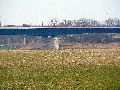 Spaziergang zwischen Pieschen-Flügelwegbrücke, längs der Elbe