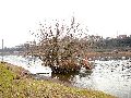 Spaziergang zwischen Pieschen-Flügelwegbrücke, längs der Elbe