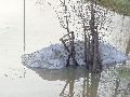 Elbhochwasser