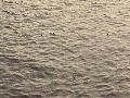 Elbhochwasser
