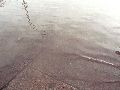 Elbhochwasser