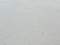 Elbhochwasser