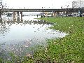 Elbhochwasser