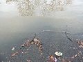 Elbhochwasser