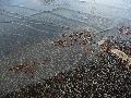 Elbhochwasser