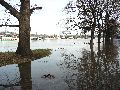 Elbhochwasser