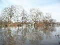 Elbhochwasser