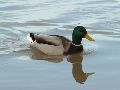 Elbhochwasser