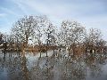 Elbhochwasser