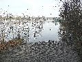 Elbhochwasser