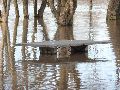 Elbhochwasser