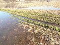 Elbhochwasser